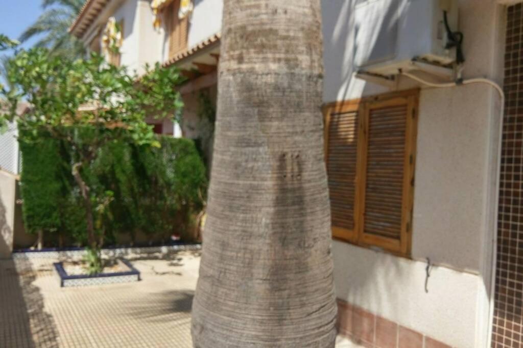 Ferienwohnung La Casa De La Palmera Torrevieja Exterior foto
